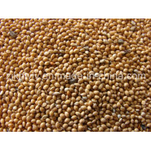 Yellow Broomcorn Millet